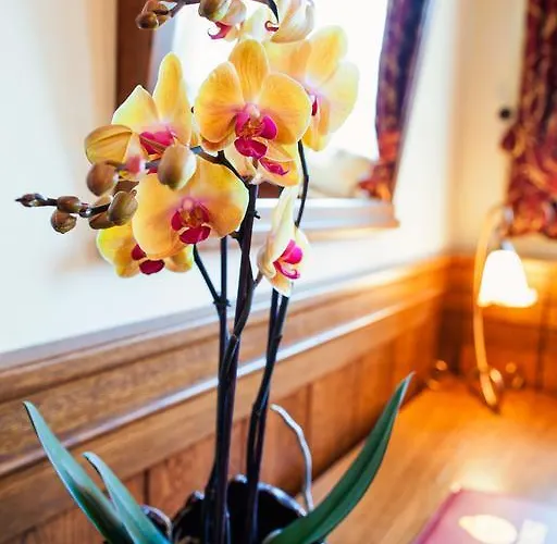 Abacie & Wellness 4*